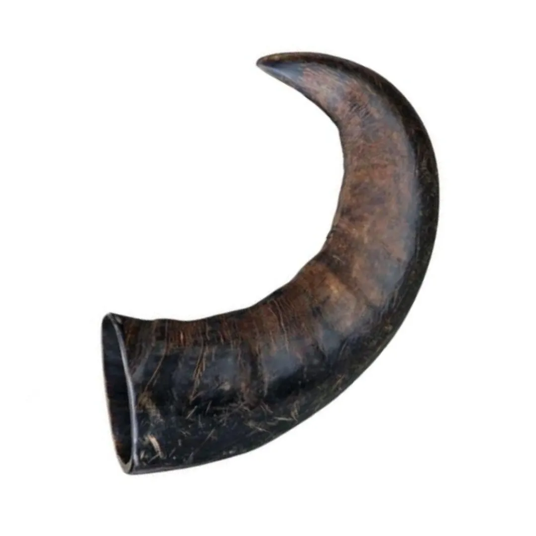 Buffalo Horn