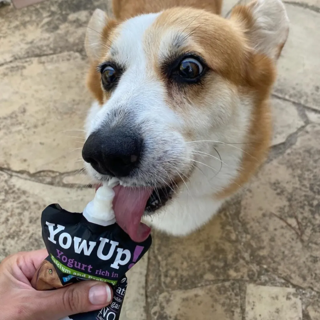 YowUp! Dog Yoghurt - Natural Prebiotics