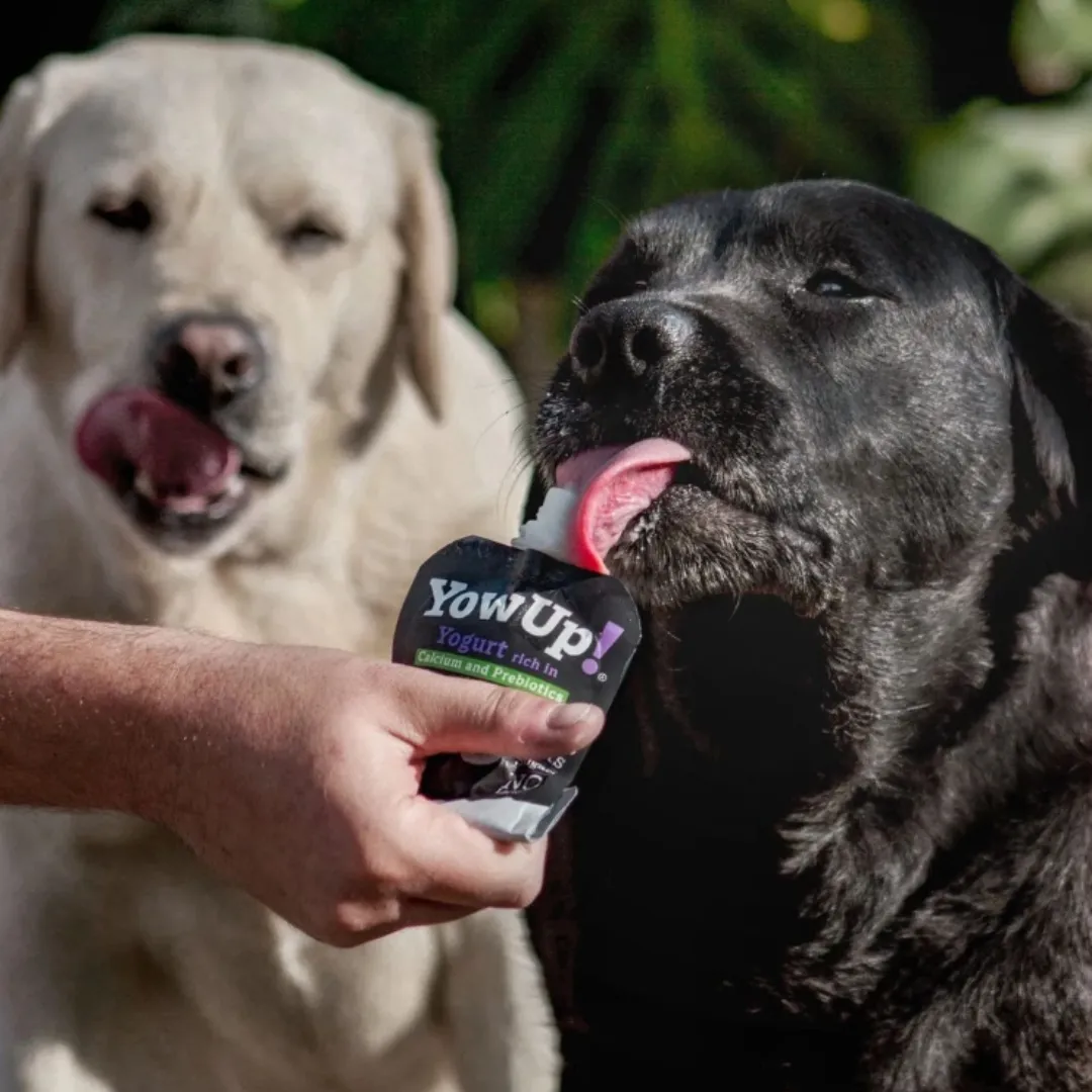 YowUp! Dog Yoghurt - Natural Prebiotics